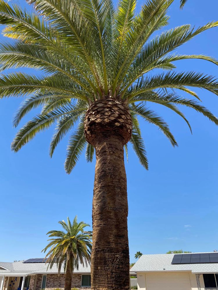 All Photos for Ramirez Landscaping in El Mirage, AZ