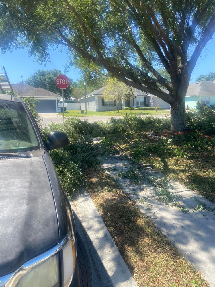 All Photos for Efficient and Reliable Tree Service in Lake Wales, FL