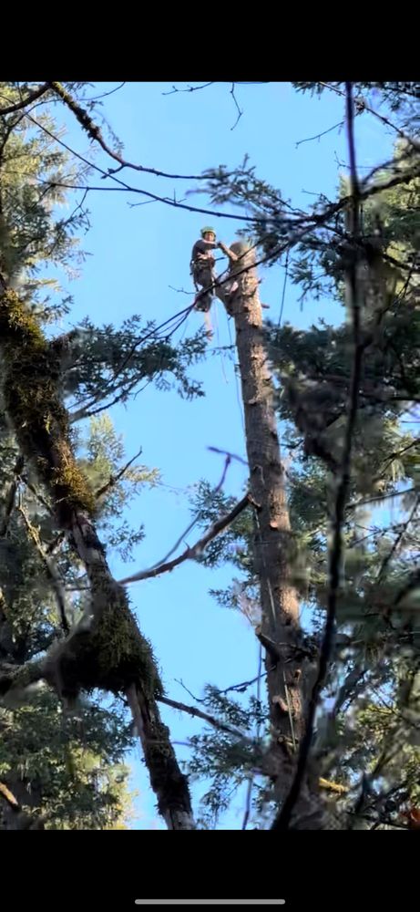 All Photos for Ascension Tree Care LLC in Yakima County, WA