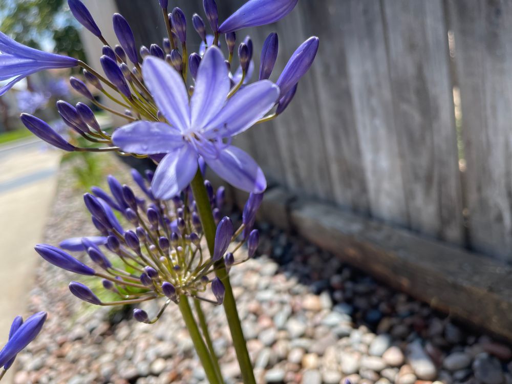 Drought-Tolerant Landscapes for Aidan Jade Landscaping in Riverside County, CA