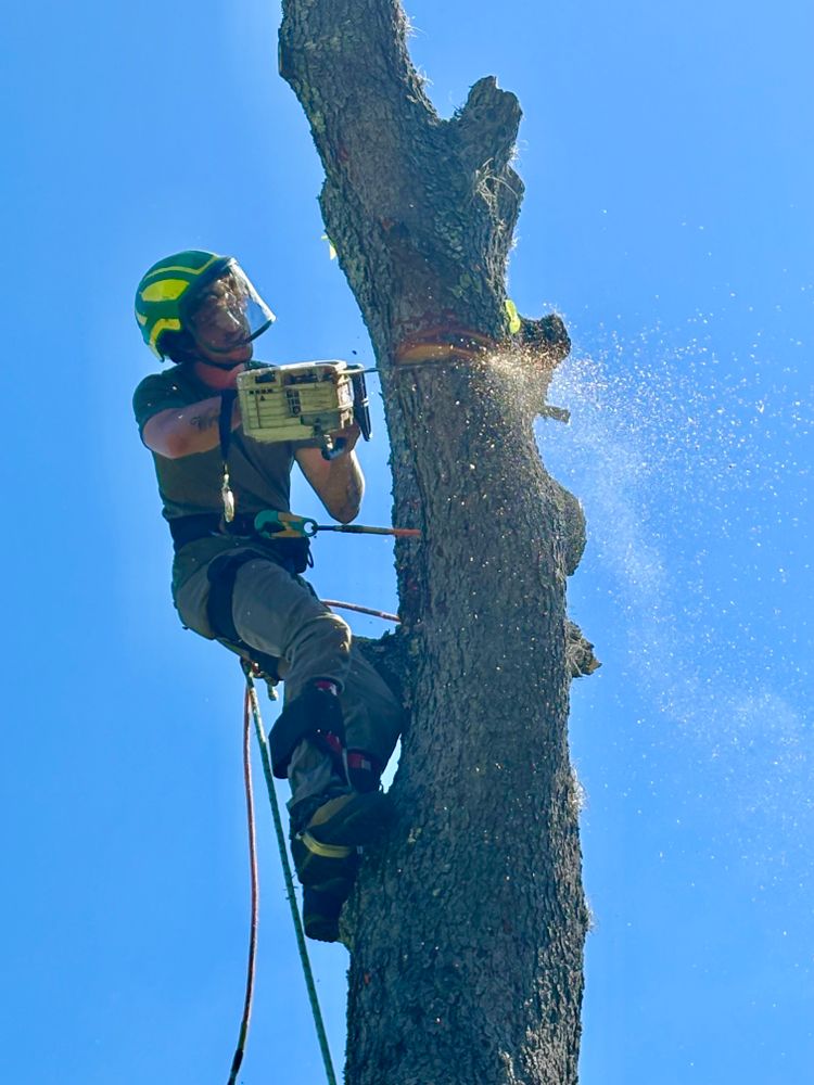 All Photos for Top Notch Tree Experts in Orange Park, FL
