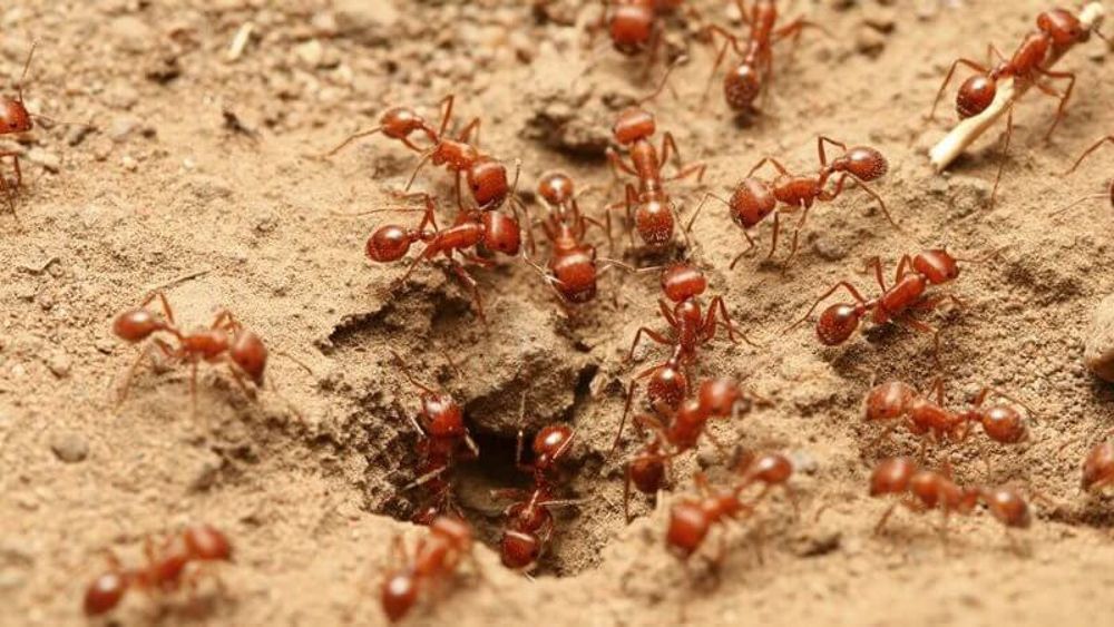 Our Fire Ant Control service effectively eliminates fire ant infestations, ensuring a safe and comfortable outdoor space for your family. Protect your lawn with our comprehensive treatment plans tailored to prevent future occurrences. for Green Pro Lawn Care in Greensboro, NC