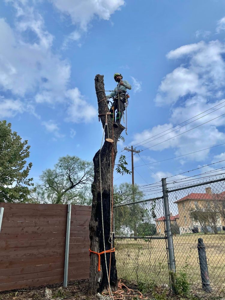 All Photos for Z’s Trees LLC in Grey Forest, TX