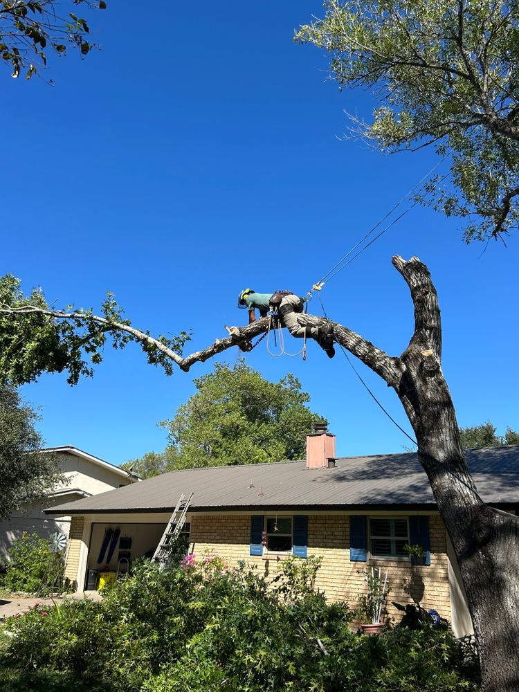 All Photos for Braun Tree Service  in Floresville, Texas