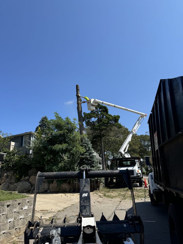 Tree Removal for Robery's Tree Service in West Wareham, MA