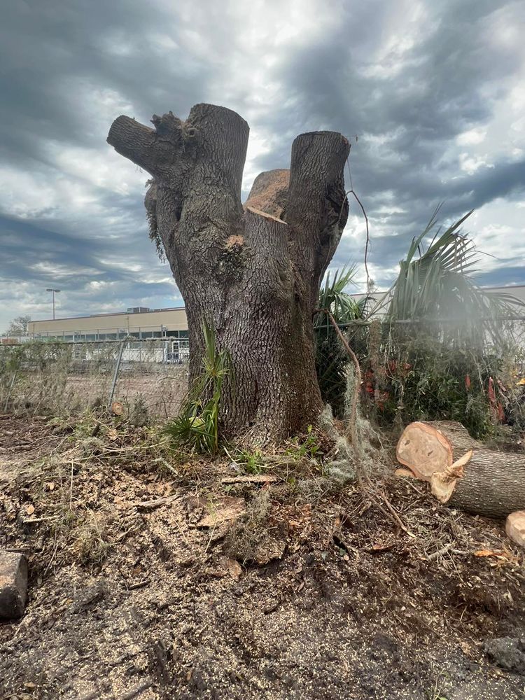 Tree Removal for TREE BOYS in Ruskin, FL
