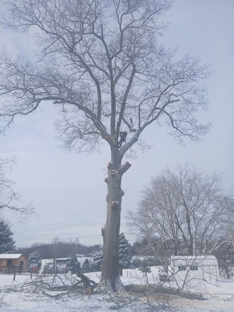 All Photos for Smith Tree Experts in Palmyra, VA