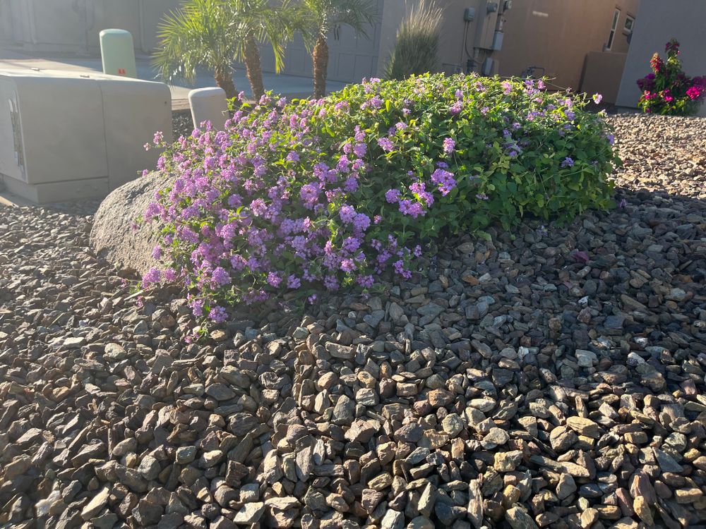 All Photos for Grand Canyon State Landscape Inc. in Surprise, AZ