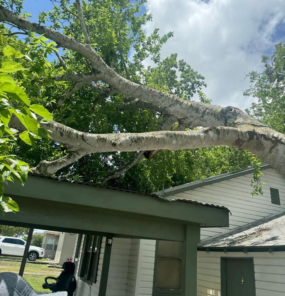 All Photos for Braun Tree Service in Cameron, TX