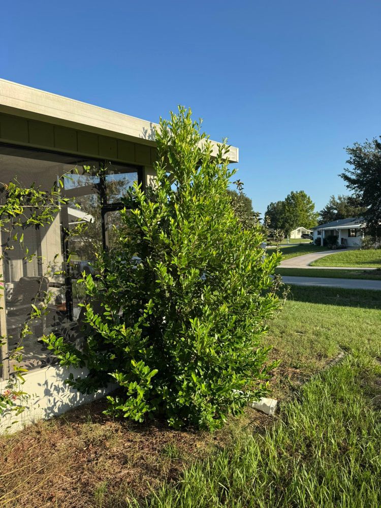 All Photos for Young's Lawn Services LLC in Ocala, FL