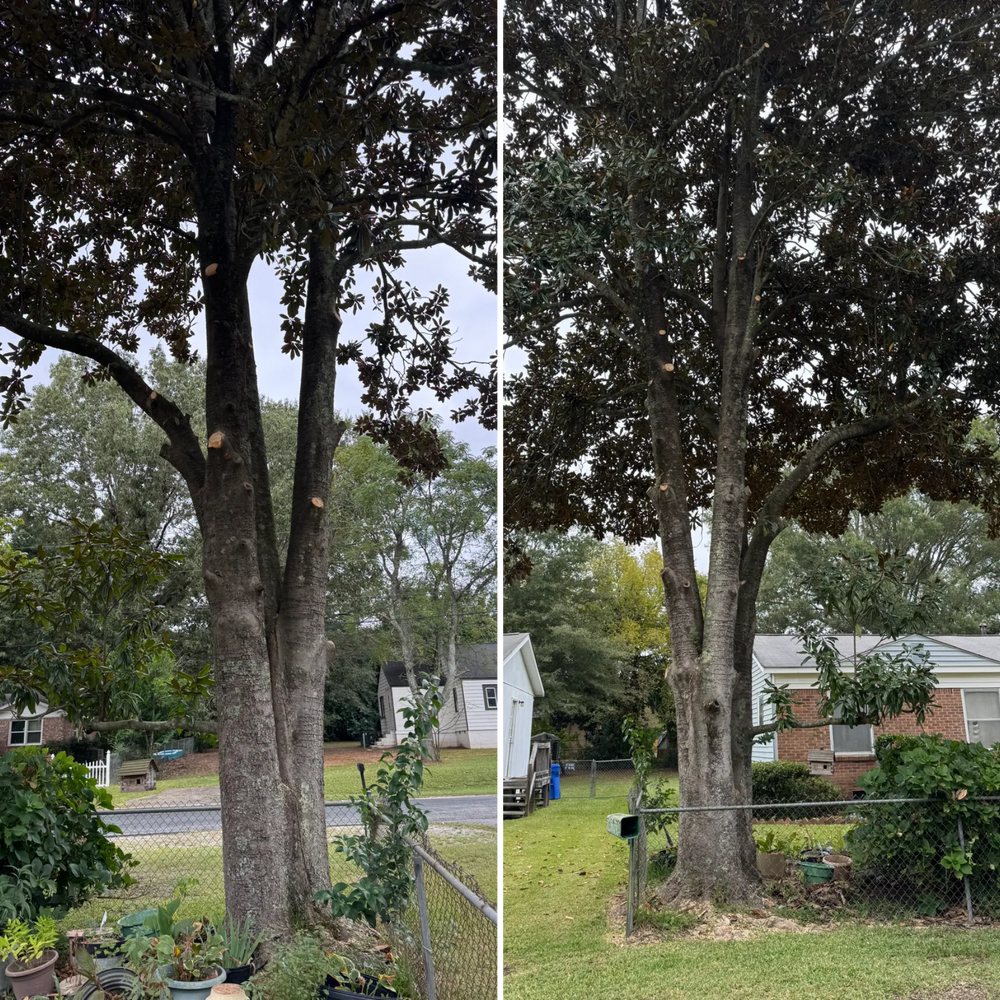 Tree Removal for Tucker's Tree Service and Stump Grinding in Lugoff, SC