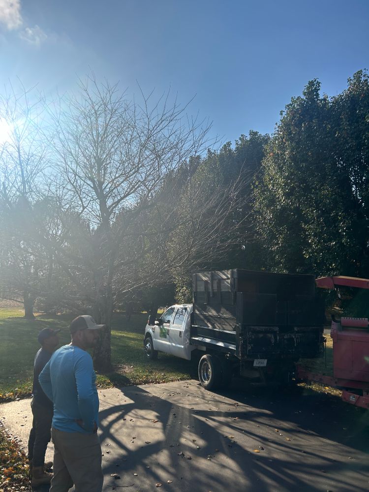 Tree Removal for Optimum Tree Service And Landscaping in Bowling Green, KY