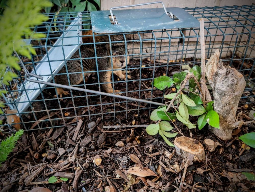 All Photos for Topper's Wildlife Removal in Garland, TX