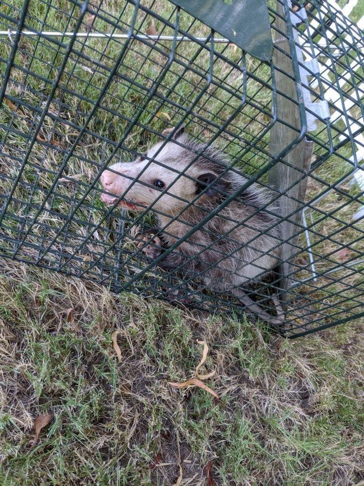 All Photos for Topper's Wildlife Removal in Garland, TX