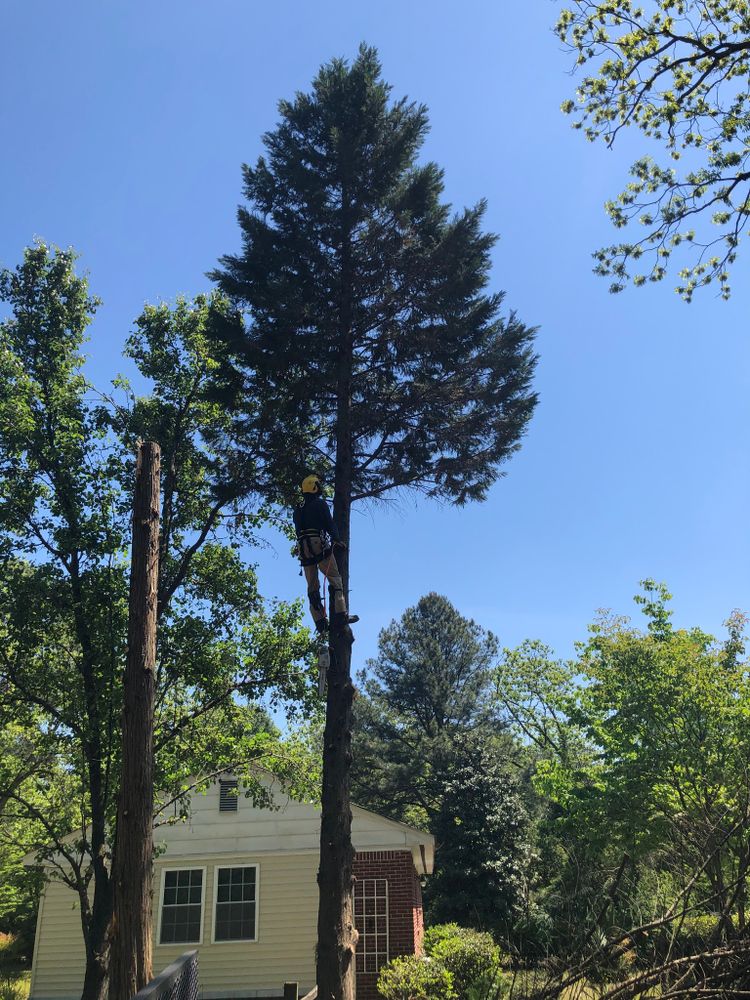 Tree Removal for Tucker's Tree Service and Stump Grinding in Lugoff, SC