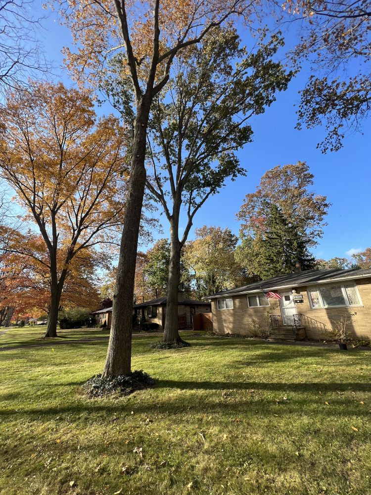 Tree Removal for Down To Earth Tree Service, LLC in Olmsted Falls, OH