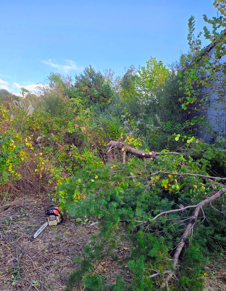 Clean ups and invasive plant management  for C4 TrueVision Renovations in Asheville, NC