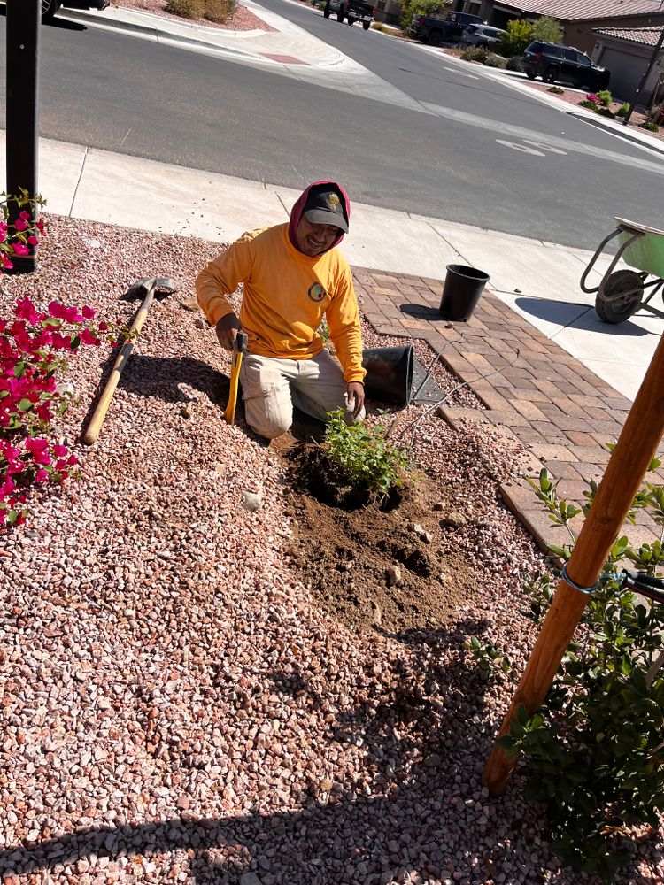 All Photos for AZ Tree & Hardscape Co in Surprise, AZ