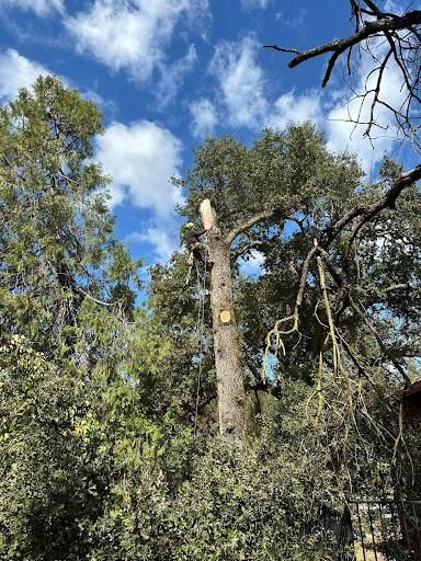 Tree Removal for Tyco Forest Management in Placerville, CA