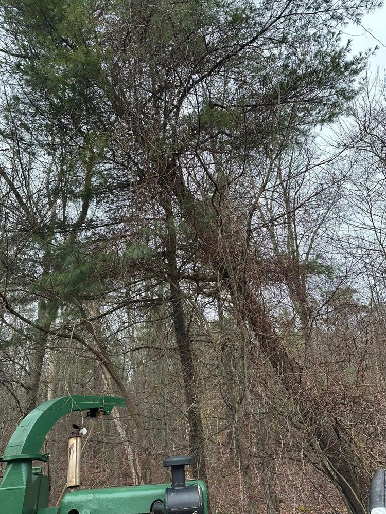 All Photos for Silver City Tree and Landscape in Taunton, MA