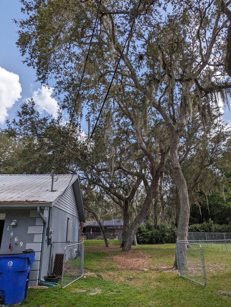 All Photos for Regal Tree Service and Stump Grinding in Wauchula, FL