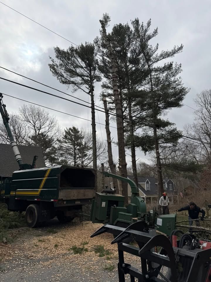 All Photos for Native Roots Tree Service in Cape Cod, MA