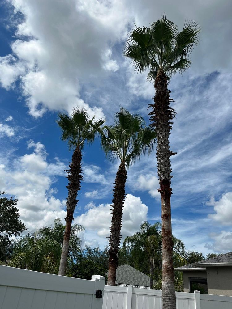 All Photos for Bills Tree Service in Valrico, FL