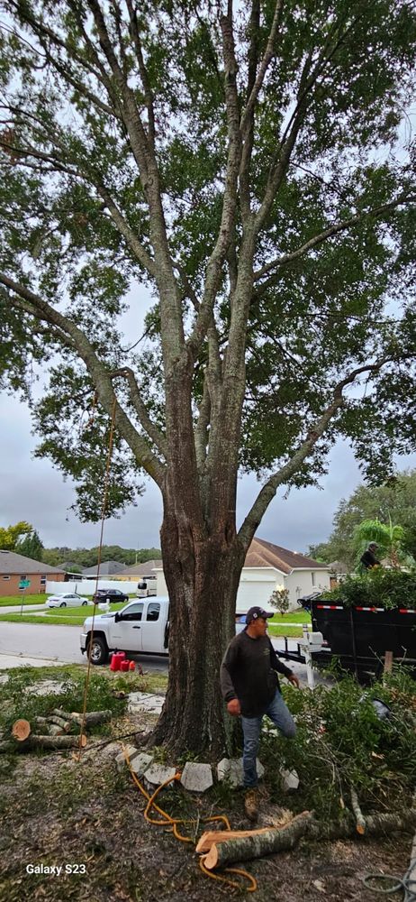 Landscaping for Tezna Landscaping, Trees & Pavers in Valrico, FL