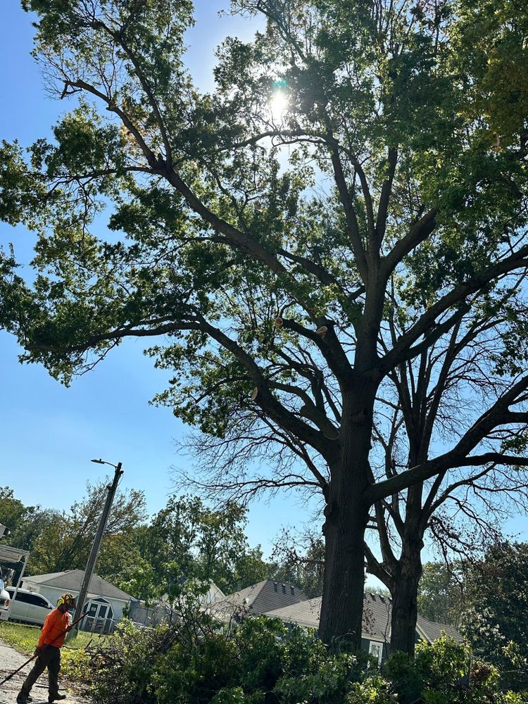 All Photos for Cross Family Tree Service in Kearney, MO