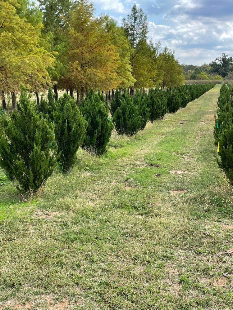 Our Tree Installations service offers expert planting and care, enhancing your landscape with healthy, beautiful trees tailored to your environment for long-lasting beauty and environmental benefits. for R&J Hydromulch in Booker, TX