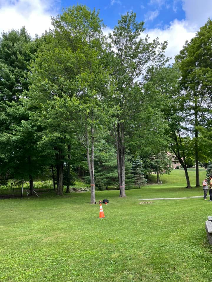 Tree Removal for J&E Tree & Excavation Services in Sandy, PA