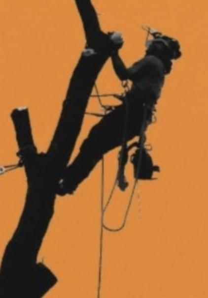 All Photos for Family Tree & Landscape in Aurora, CO