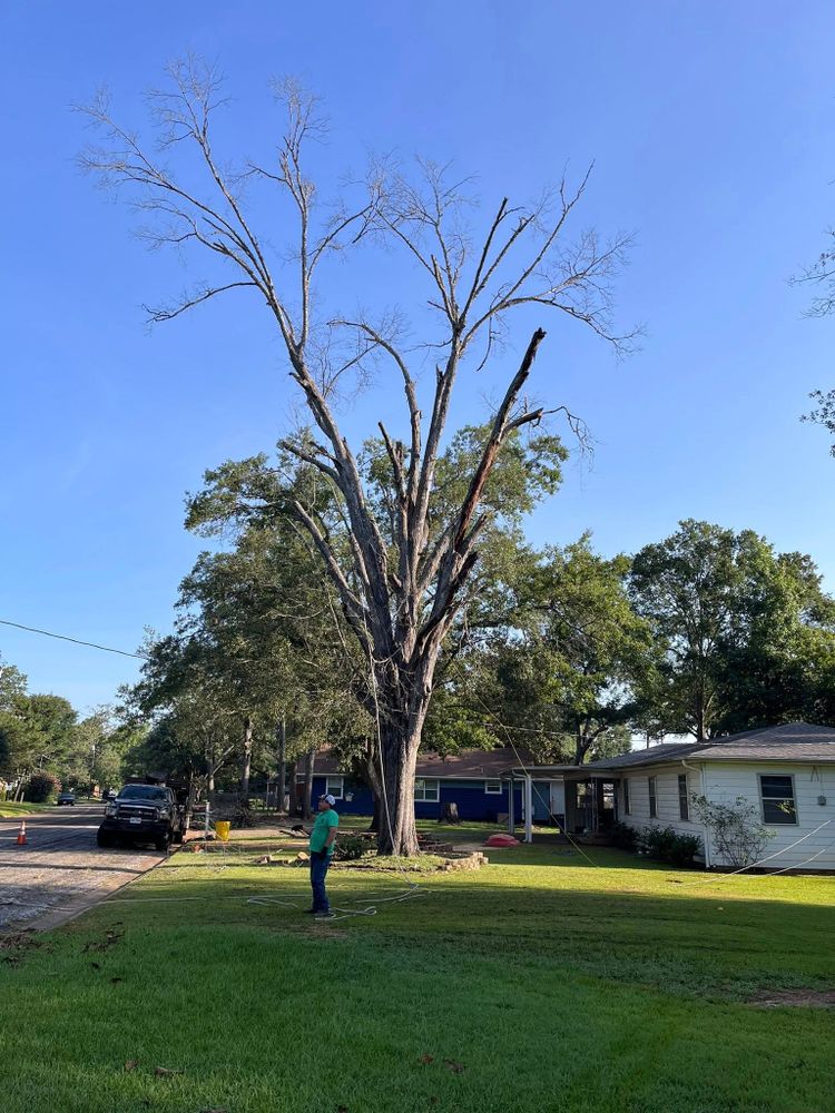 All Photos for JC Land and Tree Service in Kilgore, TX