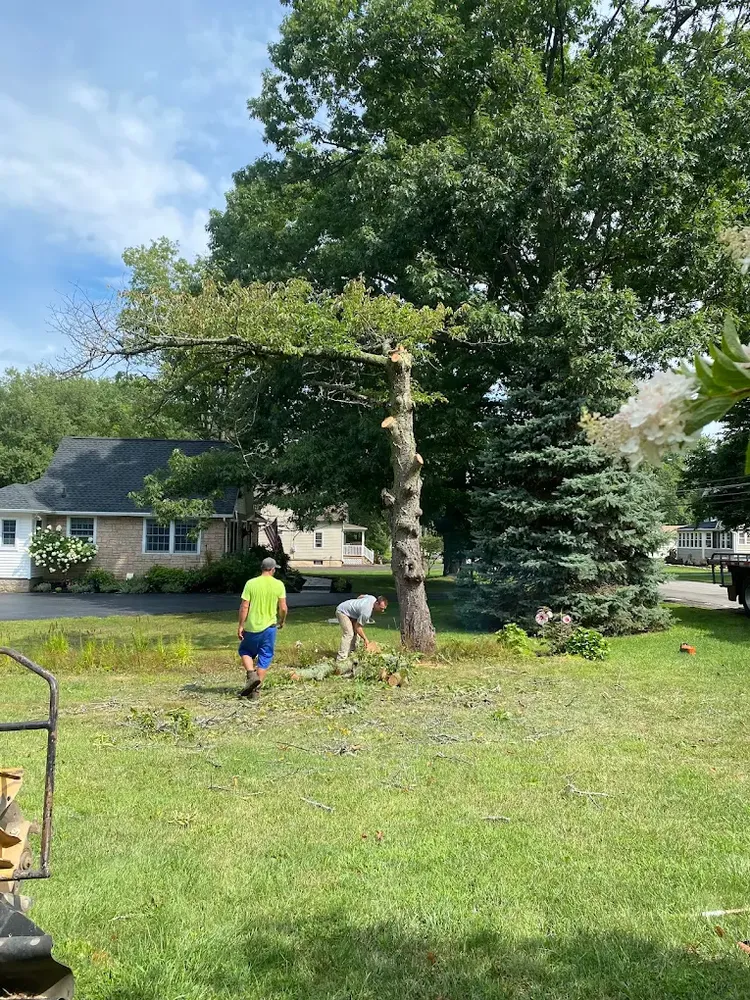 Our stump removal service eliminates unsightly, hazardous stumps quickly and efficiently, restoring your yard’s appearance, improving safety, preventing pest issues, and creating clean, usable outdoor space for future landscaping projects. for Mays Tree and Stump Removal in Alden, NY