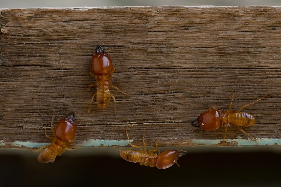 Ensure your home's safety with our comprehensive Termite Inspection & Treatment service, detecting infestations early and providing effective solutions to protect your property from costly termite damage. for Altamaha Pest Control, Inc. in Claxton, GA