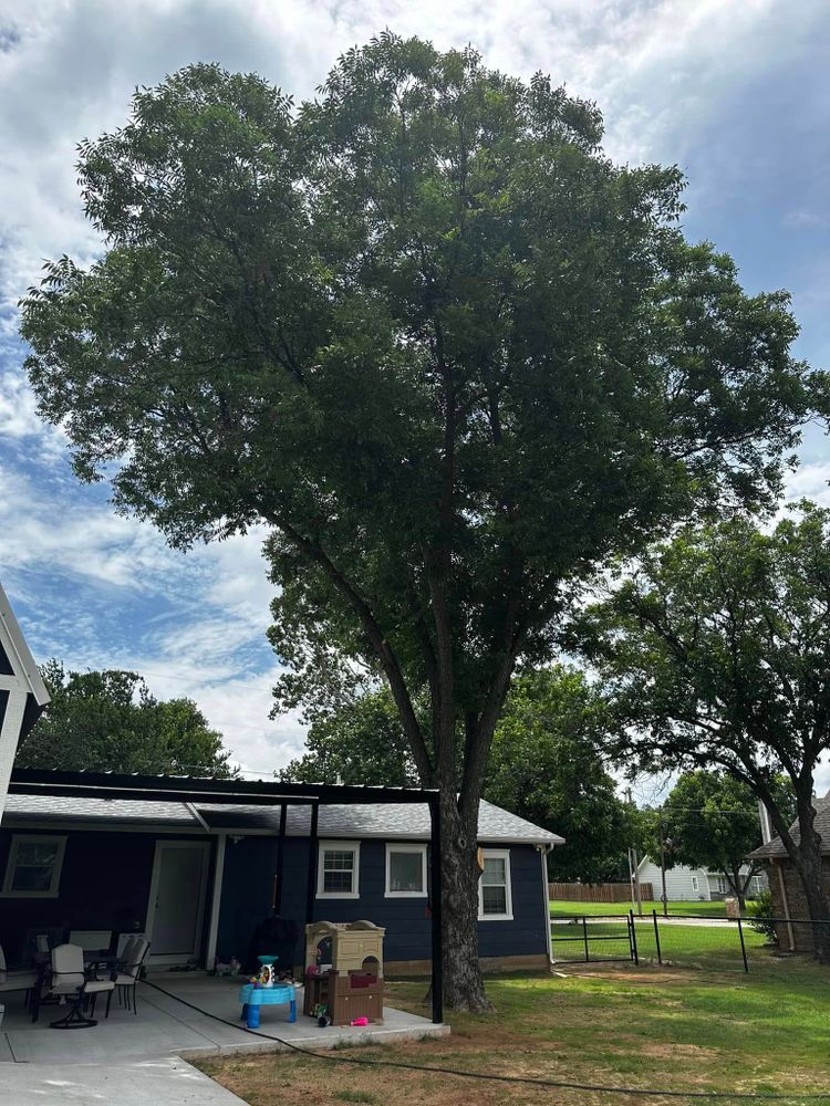 All Photos for Hector’s Tree Services in Nocona, TX