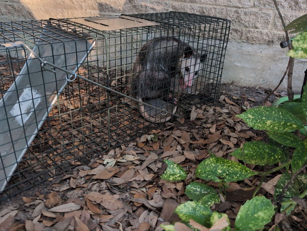 All Photos for Topper's Wildlife Removal in Garland, TX