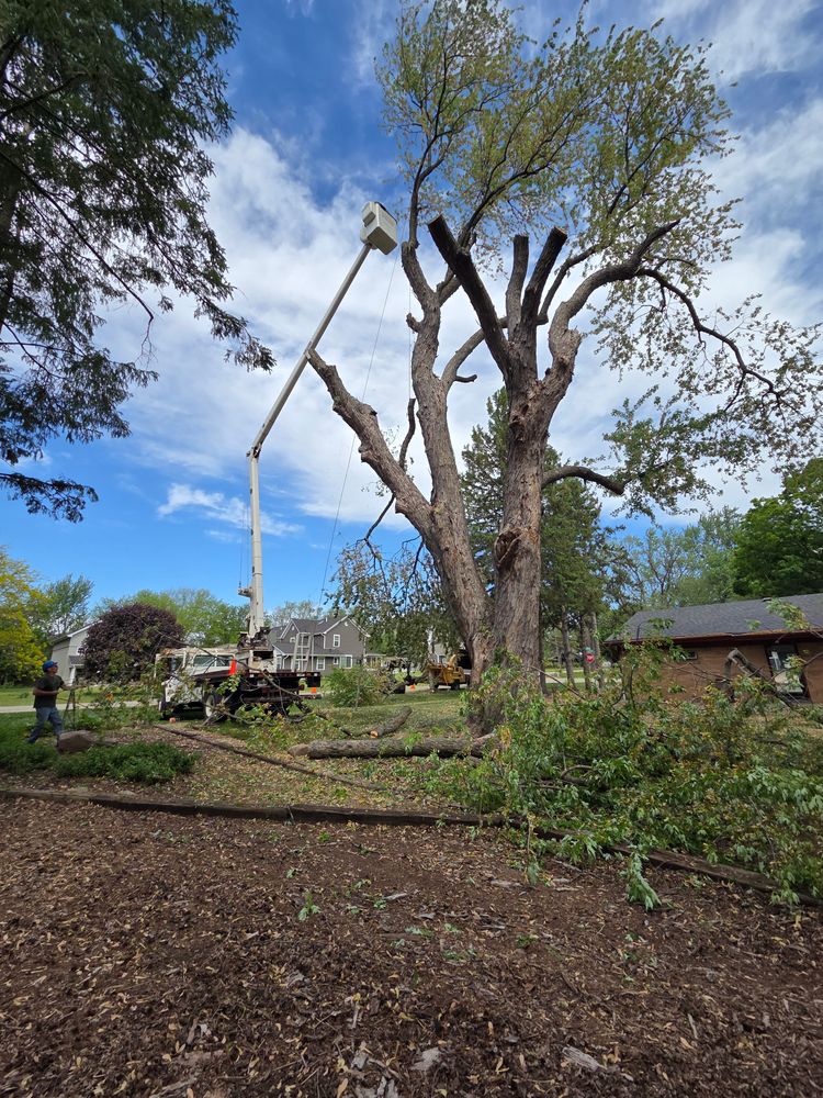 All Photos for O&O Tree Service in Rockford, IL