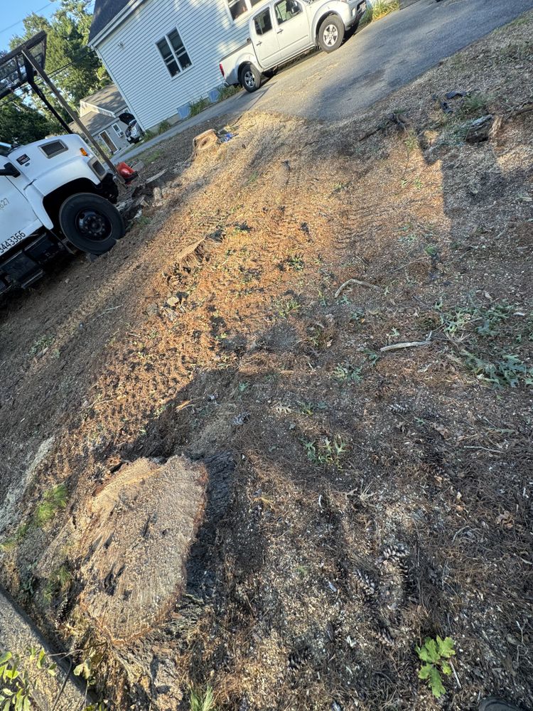Tree Removal for Robery's Tree Service in West Wareham, MA