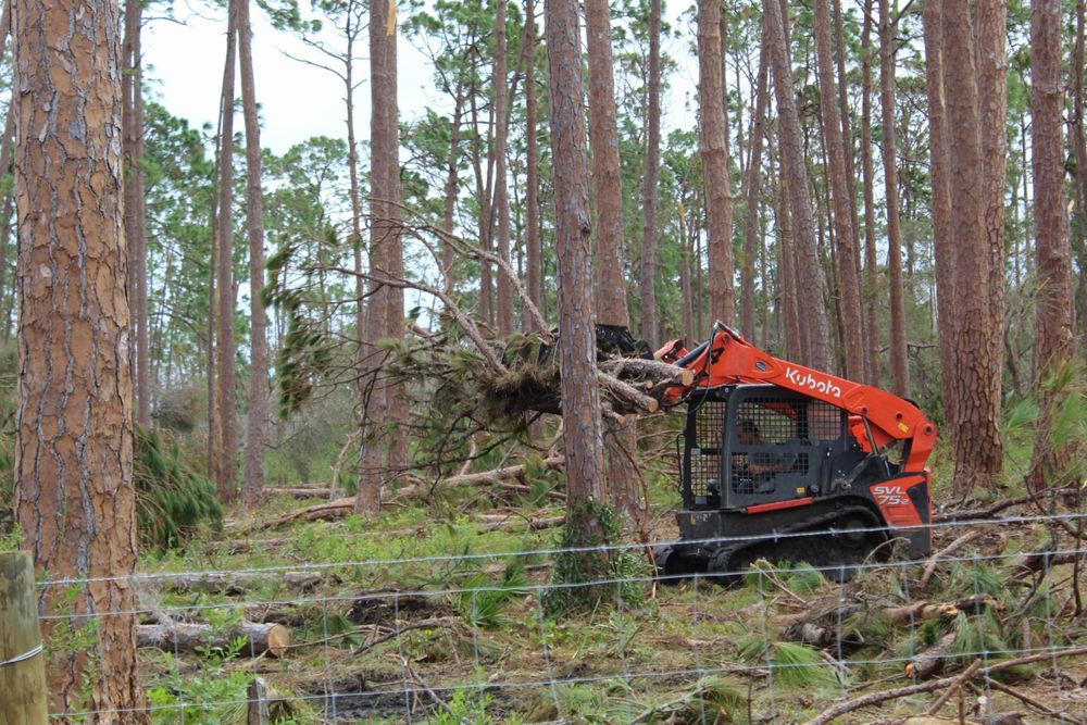 Tree Removal for American Tree Masters in Alvin, TX