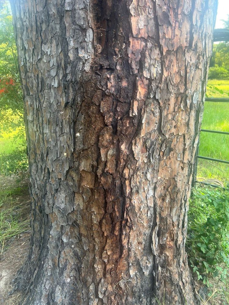 All Photos for Best Price Tree Service in Hallsville, TX