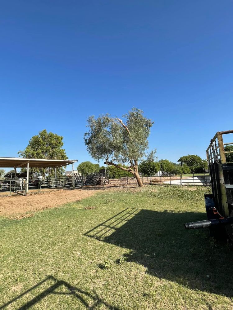 All Photos for Oliver L. Palm & Tree services in Yuma County, AZ