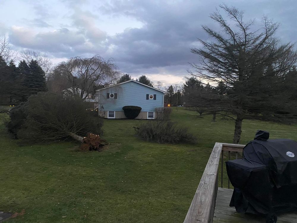 All Photos for Total Tree Service in Washington, NJ