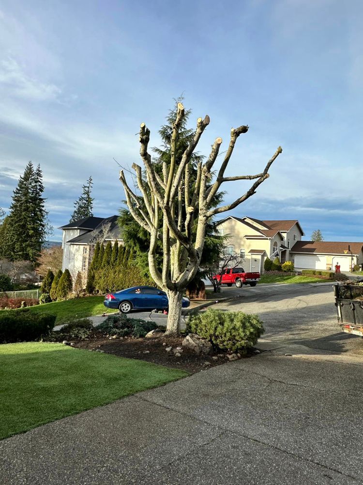 Landscaping for SAW Enterprises  in Arlington , WA