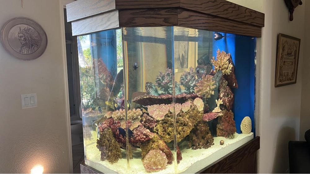 MARINE AQUARIUMS for Aquariums by Sharyn in The State of Florida, FL