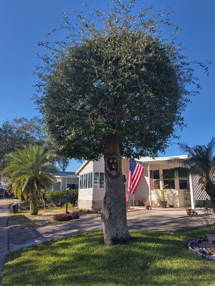 Tree Removal for Bills Tree Service in Valrico, FL