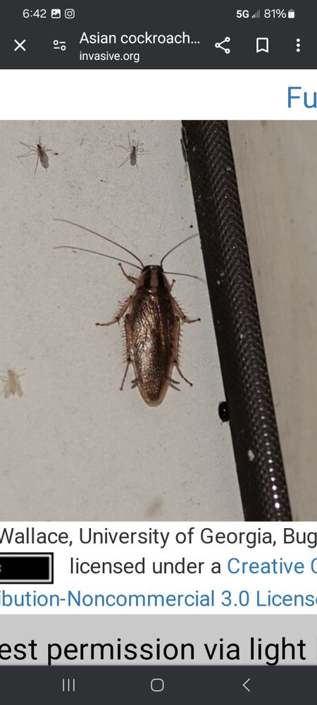All Photos for Niko's Pest Control in Las Vegas, NV