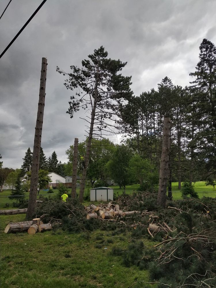 All Photos for Sloan Tree Service in Aurora, CO