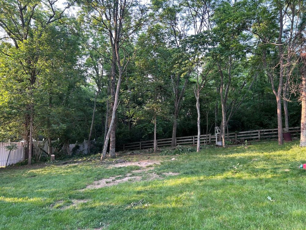 Enhance your home's beauty and safety with our professional tree trimming service. We expertly prune branches to promote health, improve aesthetics, and prevent potential hazards from overgrown or damaged limbs. for Terra Steel Creations in Independence, KY