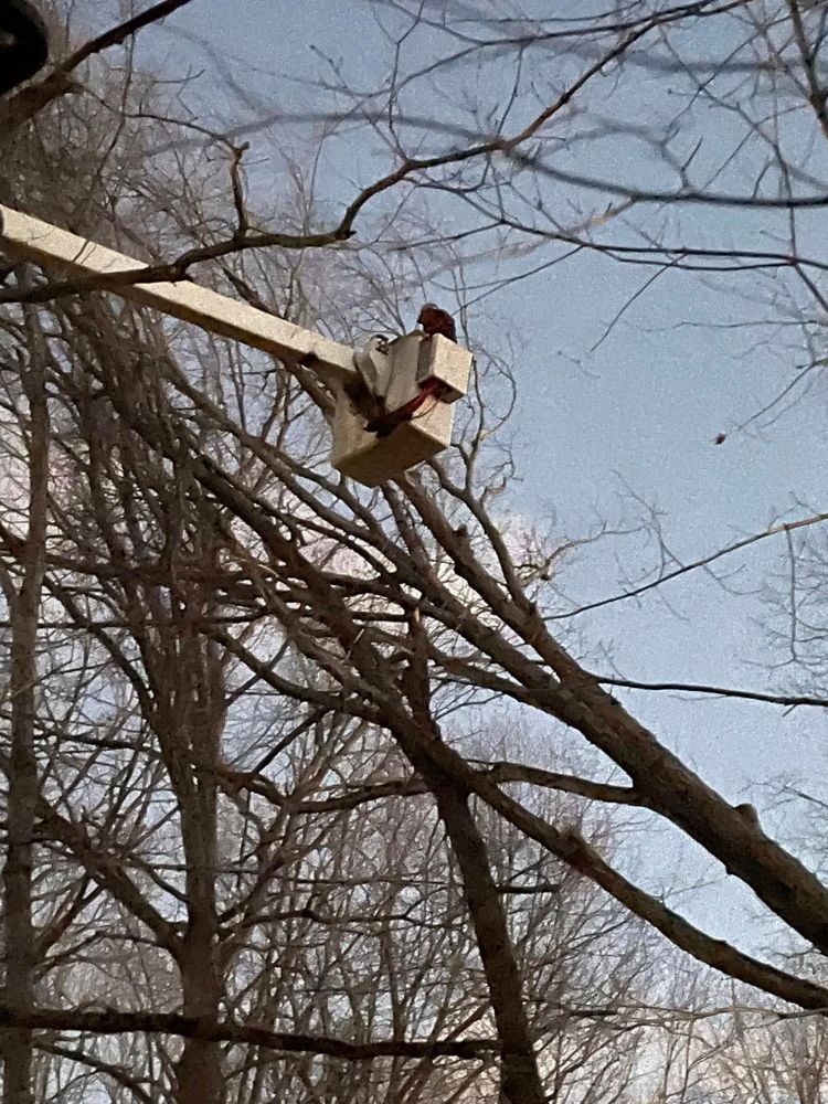 Tree Removal for Jace’s Tree & Stump Removal in Franklin, TN